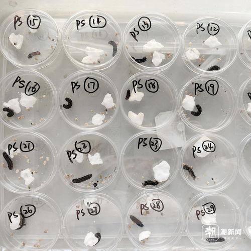 国产冒白浆,揭秘传统工艺与现代创新的完美融合 第2张 国产冒白浆,揭秘传统工艺与现代创新的完美融合 第2张